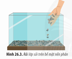 Lý thuyết Sinh 12 Chân trời sáng tạo Bài 26: Thực hành: Thiết kế hệ sinh thái