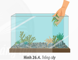 Lý thuyết Sinh 12 Chân trời sáng tạo Bài 26: Thực hành: Thiết kế hệ sinh thái
