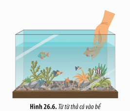 Lý thuyết Sinh 12 Chân trời sáng tạo Bài 26: Thực hành: Thiết kế hệ sinh thái