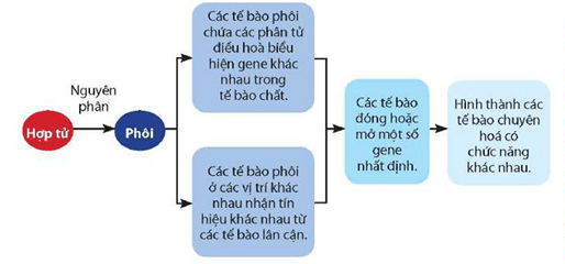 Lý thuyết Sinh 12 Chân trời sáng tạo Bài 3: Điều hoà biểu hiện gene