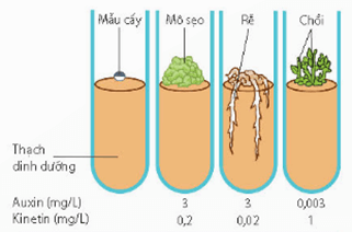 Lý thuyết Sinh 12 Chân trời sáng tạo Bài 3: Điều hoà biểu hiện gene