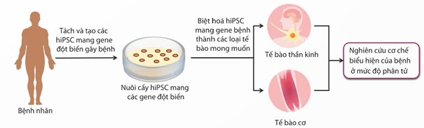 Lý thuyết Sinh 12 Chân trời sáng tạo Bài 3: Điều hoà biểu hiện gene