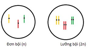 Lý thuyết Sinh 12 Chân trời sáng tạo Bài 4: Hệ gene, đột biến gene và công nghệ gene