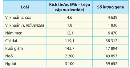 Lý thuyết Sinh 12 Chân trời sáng tạo Bài 4: Hệ gene, đột biến gene và công nghệ gene