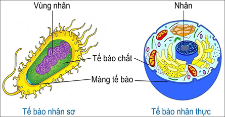 Lý thuyết Sinh 12 Chân trời sáng tạo Bài 4: Hệ gene, đột biến gene và công nghệ gene