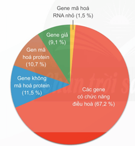 Lý thuyết Sinh 12 Chân trời sáng tạo Bài 4: Hệ gene, đột biến gene và công nghệ gene