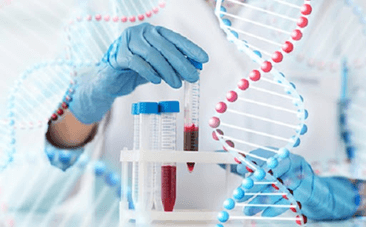 Lý thuyết Sinh 12 Chân trời sáng tạo Bài 4: Hệ gene, đột biến gene và công nghệ gene