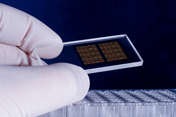 Lý thuyết Sinh 12 Chân trời sáng tạo Bài 4: Hệ gene, đột biến gene và công nghệ gene