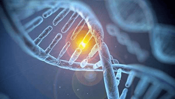 Lý thuyết Sinh 12 Chân trời sáng tạo Bài 4: Hệ gene, đột biến gene và công nghệ gene