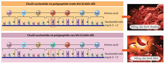 Lý thuyết Sinh 12 Chân trời sáng tạo Bài 4: Hệ gene, đột biến gene và công nghệ gene