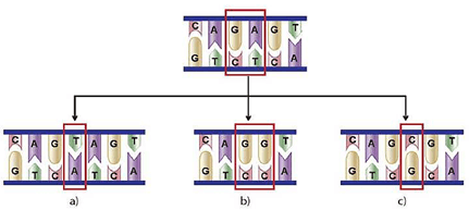Lý thuyết Sinh 12 Chân trời sáng tạo Bài 4: Hệ gene, đột biến gene và công nghệ gene