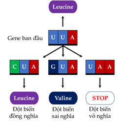 Lý thuyết Sinh 12 Chân trời sáng tạo Bài 4: Hệ gene, đột biến gene và công nghệ gene
