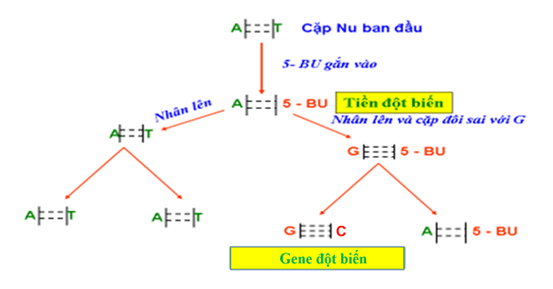 Lý thuyết Sinh 12 Chân trời sáng tạo Bài 4: Hệ gene, đột biến gene và công nghệ gene