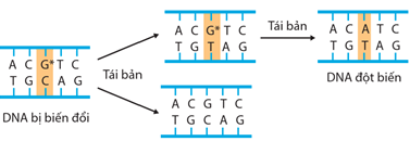 Lý thuyết Sinh 12 Chân trời sáng tạo Bài 4: Hệ gene, đột biến gene và công nghệ gene