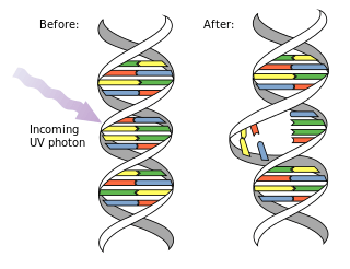 Lý thuyết Sinh 12 Chân trời sáng tạo Bài 4: Hệ gene, đột biến gene và công nghệ gene