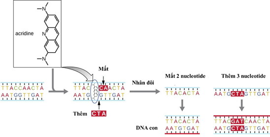 Lý thuyết Sinh 12 Chân trời sáng tạo Bài 4: Hệ gene, đột biến gene và công nghệ gene