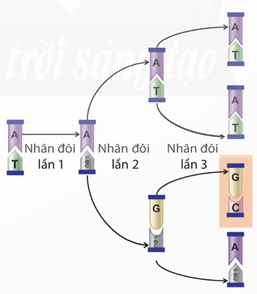Lý thuyết Sinh 12 Chân trời sáng tạo Bài 4: Hệ gene, đột biến gene và công nghệ gene