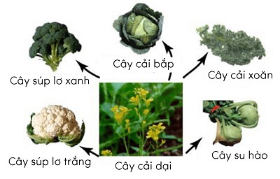 Lý thuyết Sinh 12 Chân trời sáng tạo Bài 4: Hệ gene, đột biến gene và công nghệ gene