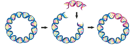 Lý thuyết Sinh 12 Chân trời sáng tạo Bài 4: Hệ gene, đột biến gene và công nghệ gene