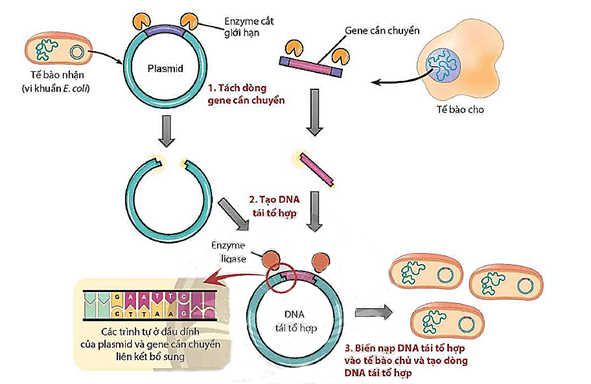 Lý thuyết Sinh 12 Chân trời sáng tạo Bài 4: Hệ gene, đột biến gene và công nghệ gene