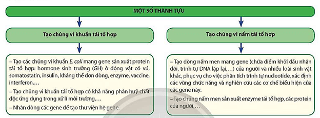 Lý thuyết Sinh 12 Chân trời sáng tạo Bài 4: Hệ gene, đột biến gene và công nghệ gene