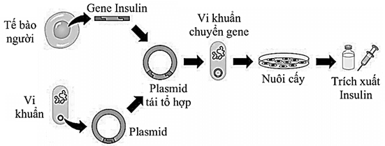 Lý thuyết Sinh 12 Chân trời sáng tạo Bài 4: Hệ gene, đột biến gene và công nghệ gene