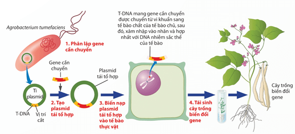 Lý thuyết Sinh 12 Chân trời sáng tạo Bài 4: Hệ gene, đột biến gene và công nghệ gene