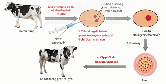 Lý thuyết Sinh 12 Chân trời sáng tạo Bài 4: Hệ gene, đột biến gene và công nghệ gene