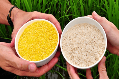 Lý thuyết Sinh 12 Chân trời sáng tạo Bài 4: Hệ gene, đột biến gene và công nghệ gene