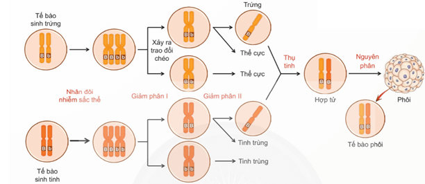 Lý thuyết Sinh 12 Chân trời sáng tạo Bài 5: Nhiễm sắc thể và đột biến nhiễm sắc thể