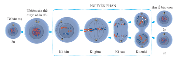 Lý thuyết Sinh 12 Chân trời sáng tạo Bài 5: Nhiễm sắc thể và đột biến nhiễm sắc thể