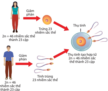Lý thuyết Sinh 12 Chân trời sáng tạo Bài 5: Nhiễm sắc thể và đột biến nhiễm sắc thể