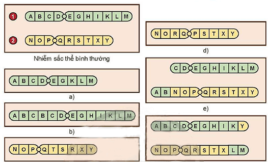 Lý thuyết Sinh 12 Chân trời sáng tạo Bài 5: Nhiễm sắc thể và đột biến nhiễm sắc thể