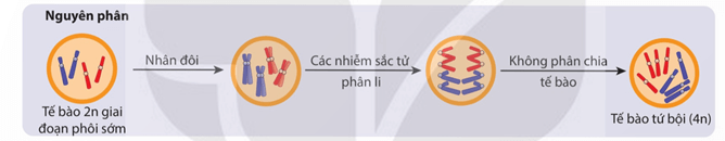 Lý thuyết Sinh 12 Chân trời sáng tạo Bài 5: Nhiễm sắc thể và đột biến nhiễm sắc thể