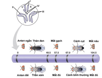 Lý thuyết Sinh 12 Chân trời sáng tạo Bài 5: Nhiễm sắc thể và đột biến nhiễm sắc thể