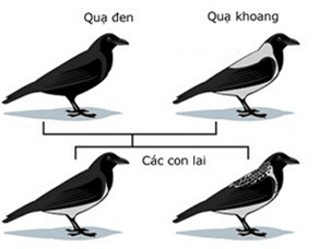 Lý thuyết Sinh 12 Chân trời sáng tạo Bài 5: Nhiễm sắc thể và đột biến nhiễm sắc thể