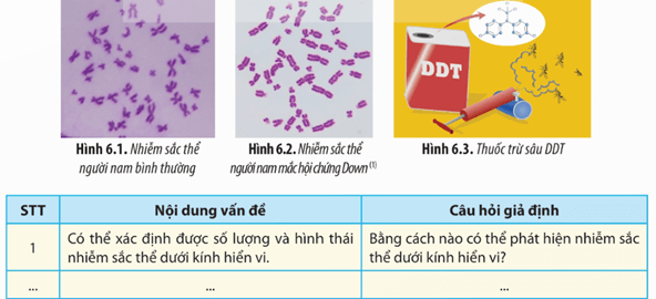 Lý thuyết Sinh 12 Chân trời sáng tạo Bài 6: Thực hành: Quan sát đột biến nhiễm sắc thể; Tìm hiểu tác hại gây đột biến của một số chất độc