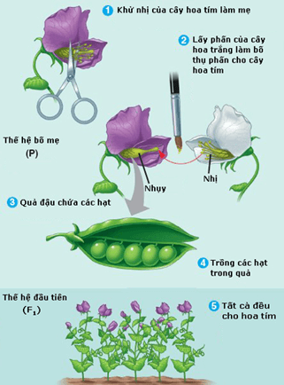 Lý thuyết Sinh 12 Chân trời sáng tạo Bài 7: Di truyền học Mendel và mở rộng học thuyết Mendel