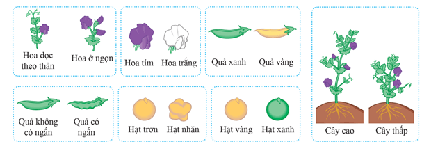 Lý thuyết Sinh 12 Chân trời sáng tạo Bài 7: Di truyền học Mendel và mở rộng học thuyết Mendel