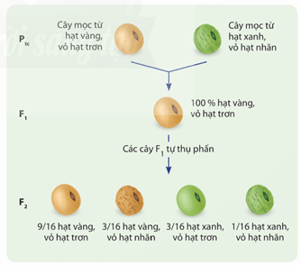 Lý thuyết Sinh 12 Chân trời sáng tạo Bài 7: Di truyền học Mendel và mở rộng học thuyết Mendel