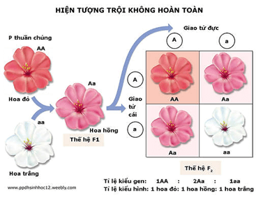 Lý thuyết Sinh 12 Chân trời sáng tạo Bài 7: Di truyền học Mendel và mở rộng học thuyết Mendel