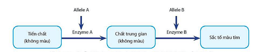 Lý thuyết Sinh 12 Chân trời sáng tạo Bài 7: Di truyền học Mendel và mở rộng học thuyết Mendel