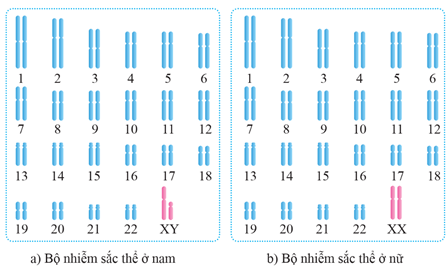 Lý thuyết Sinh 12 Chân trời sáng tạo Bài 8: Các quy luật di truyền của Morgan và di truyền giới tính