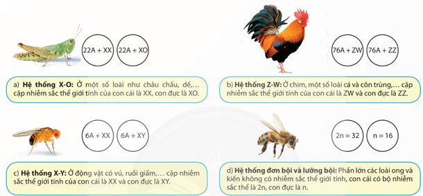Lý thuyết Sinh 12 Chân trời sáng tạo Bài 8: Các quy luật di truyền của Morgan và di truyền giới tính