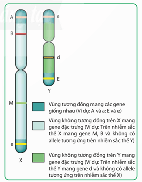 Lý thuyết Sinh 12 Chân trời sáng tạo Bài 8: Các quy luật di truyền của Morgan và di truyền giới tính
