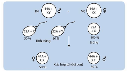 Lý thuyết Sinh 12 Chân trời sáng tạo Bài 8: Các quy luật di truyền của Morgan và di truyền giới tính