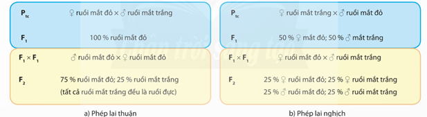 Lý thuyết Sinh 12 Chân trời sáng tạo Bài 8: Các quy luật di truyền của Morgan và di truyền giới tính