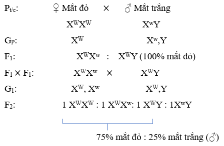 Lý thuyết Sinh 12 Chân trời sáng tạo Bài 8: Các quy luật di truyền của Morgan và di truyền giới tính