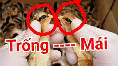 Lý thuyết Sinh 12 Chân trời sáng tạo Bài 8: Các quy luật di truyền của Morgan và di truyền giới tính