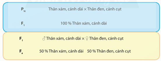 Lý thuyết Sinh 12 Chân trời sáng tạo Bài 8: Các quy luật di truyền của Morgan và di truyền giới tính